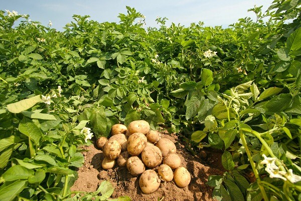 Sonbahar patates alanları için itiraz süresi uzatıldı