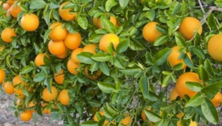 Sıkılarak değerlendirilen narenciye için kilo başına 90 kuruş destek ödendi