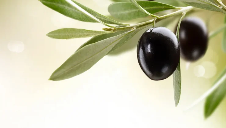 32 zeytin ve zeytin ürünü işletmesine kayıt belgesi verildi